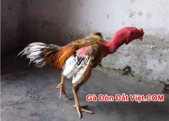 Top 4 Gà Chọi Đáng Chú Ý ở Miền Bắc Trong 20 Năm Qua