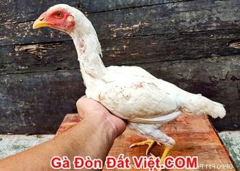 Cách Chọn Gà Mái Chọi Bổn Làm Giống Để Đúc: Bí Quyết Từ Đá Gà SV3888