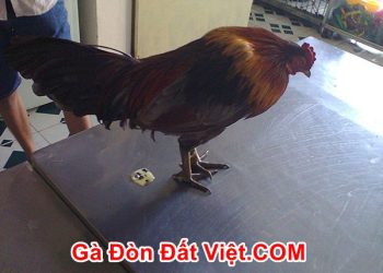 Cách Chữa Gà Bị Khò Khè Lên Đờm Lâu Ngày Không Khỏi - Bí Quyết Tự Nhiên của Đá Gà SV388