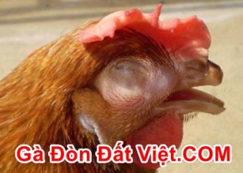 Cách Chữa Gà Bị Sưng Mắt Có Bọt Mủ Hiệu Quả Sau 7 Ngày