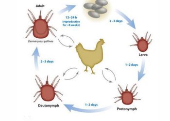 Cách Trị Con Mạt Gà Để Không Lại Chút Nào Hiệu Quả Nhất