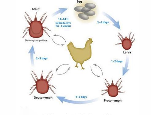 Cách Trị Con Mạt Gà Để Không Lại Chút Nào Hiệu Quả Nhất