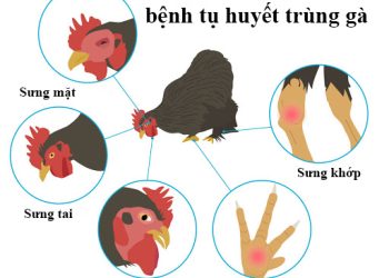 Chuẩn Đoán và Điều Trị Bệnh Tụ Huyết Trùng ở Gà - Bảo Vệ Sức Khỏe Gà Chọi