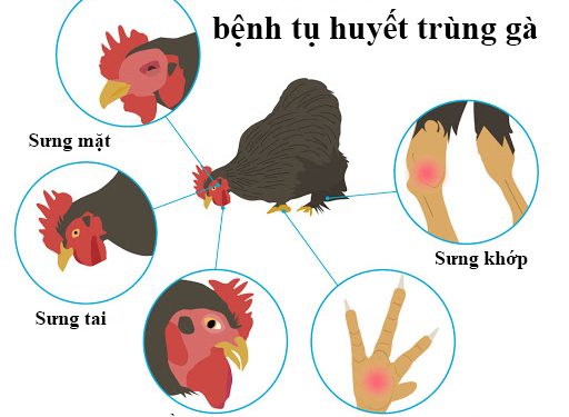 Chuẩn Đoán và Điều Trị Bệnh Tụ Huyết Trùng ở Gà - Bảo Vệ Sức Khỏe Gà Chọi