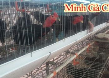 Gà Lai Chọi - Sự Kết Hợp Hoàn Hảo Của Sức Mạnh Và Thịt Ngon