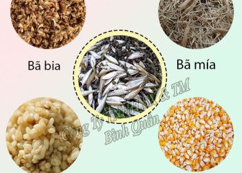 Gợi ý nuôi gà chọi lấy thịt: Hướng đi mới thu nhập cao