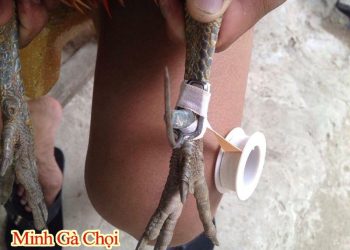 Bí kíp: Cách băng cựa gà để tăng sát thương cao