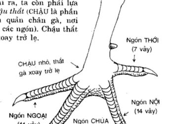 Cách xem chân gà chọi đá hay - Những bí quyết từ sư kê