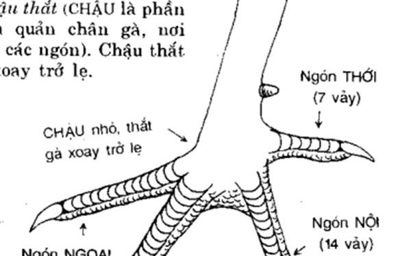 Cách xem chân gà chọi đá hay - Những bí quyết từ sư kê