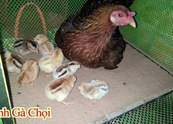 Hướng dẫn chăm sóc gà con mới xuống ổ - Bí kíp từ Đá Gà SV388