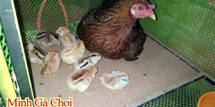 Hướng dẫn chăm sóc gà con mới xuống ổ - Bí kíp từ Đá Gà SV388