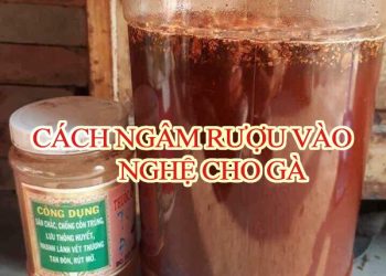 Cách ngâm rượu nghệ cho gà chọi săn chắc mình đồng da sắt