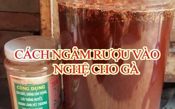 Cách ngâm rượu nghệ cho gà chọi săn chắc mình đồng da sắt