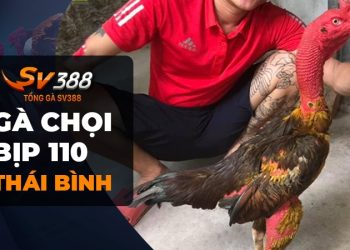 Gà chọi Bịp 110 - Giống gà độc và hiếm từ quê lúa Thái Bình