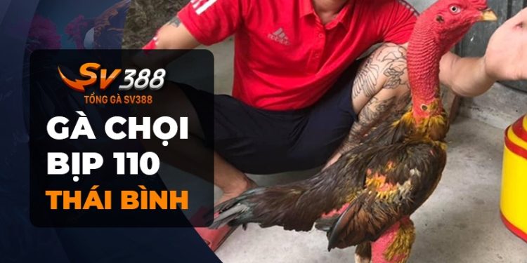 Gà chọi Bịp 110 - Giống gà độc và hiếm từ quê lúa Thái Bình