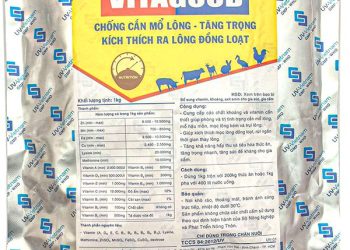 3 Cách giúp gà thay lông nhanh hơn mà bạn cần biết