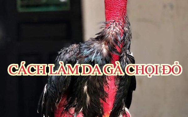 5 Cách giúp da gà chọi đỏ rực như gấc chỉ trong 1 tuần