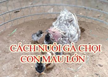 Cách nuôi gà chọi con nhanh lớn, đòn lực đúng kỹ thuật