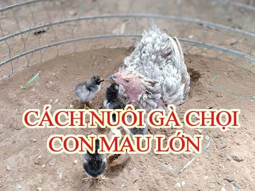 Cách nuôi gà chọi con nhanh lớn, đòn lực đúng kỹ thuật