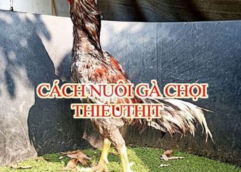 Cách nuôi gà chọi để họ không thiếu thịt