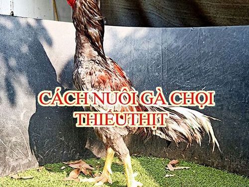 Cách nuôi gà chọi để họ không thiếu thịt