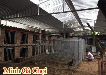 Mua Gà Chọi Giống ở Hà Nội - Tìm Địa Chỉ Uy Tín để Nuôi Gà Chọi Của Bạn!