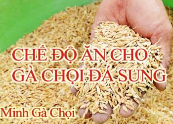 Chế Độ Thức Ăn Cho Gà Chọi Đá Để Gà Sung Sức Khỏe Mạnh