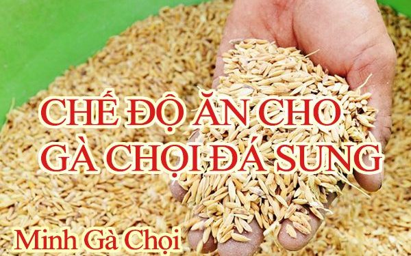 Chế Độ Thức Ăn Cho Gà Chọi Đá Để Gà Sung Sức Khỏe Mạnh