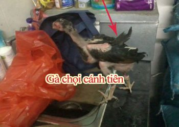 Gà chọi cánh tiên - Có nên nuôi để đá hay không?