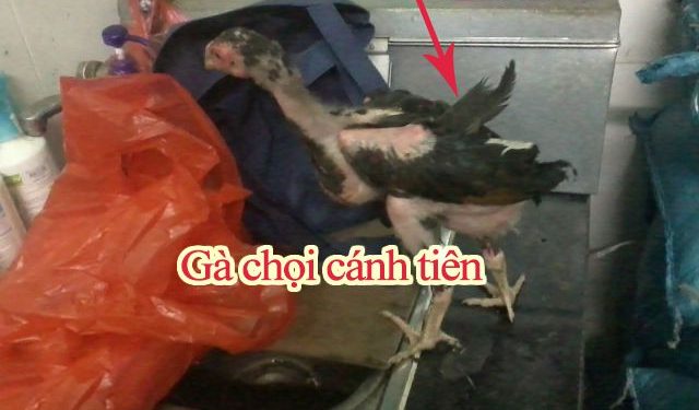 Gà chọi cánh tiên - Có nên nuôi để đá hay không?