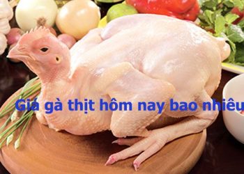 Mức giá gà thịt ta thả vườn hôm nay bao nhiêu?