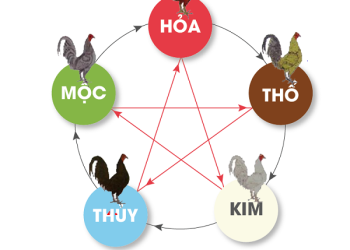 Xem Màu Mạng Gà Đá Ngày Hôm Nay Theo Theo Ngũ Hành