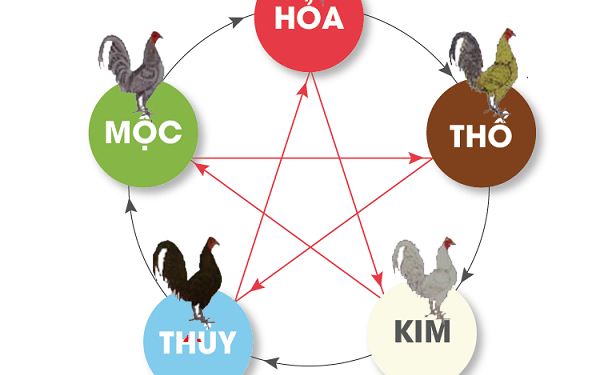 Xem Màu Mạng Gà Đá Ngày Hôm Nay Theo Theo Ngũ Hành