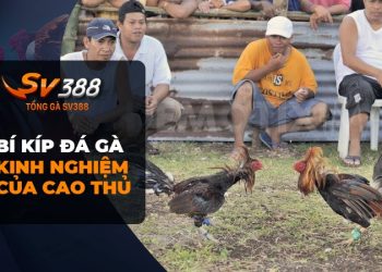 Bí kíp đá gà: Những bí quyết giúp bạn luôn thắng