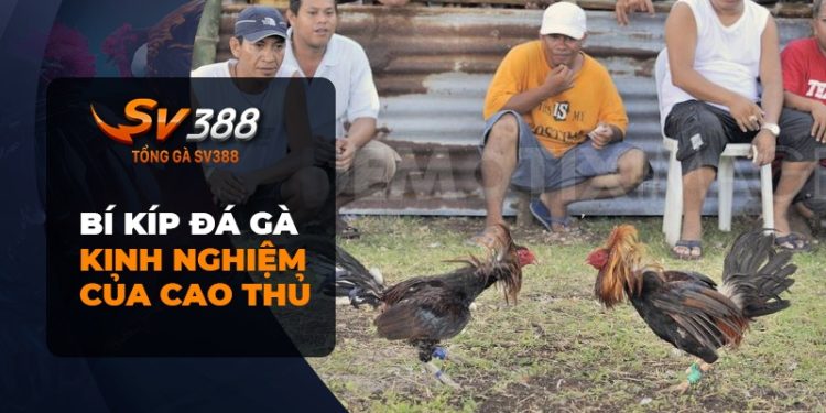 Bí kíp đá gà: Những bí quyết giúp bạn luôn thắng