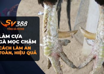 Bí quyết giúp cựa gà mọc chậm hiệu quả và an toàn