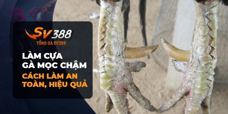 Bí quyết giúp cựa gà mọc chậm hiệu quả và an toàn