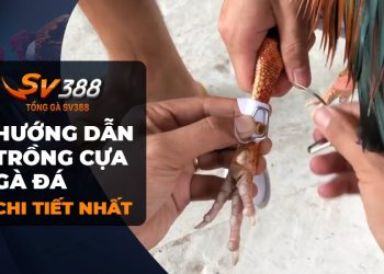 Cách trồng cựa gà đá: Tăng sức mạnh và sát thương