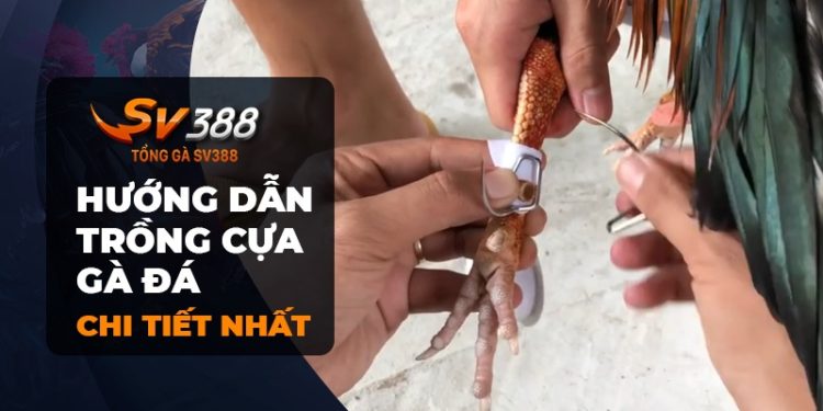 Cách trồng cựa gà đá: Tăng sức mạnh và sát thương