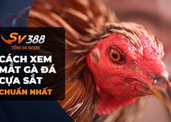 Cách Xem Mắt Gà Đá Cựa Sắt Hiệu Quả Nhất