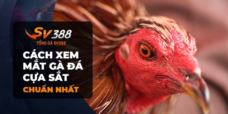 Cách Xem Mắt Gà Đá Cựa Sắt Hiệu Quả Nhất