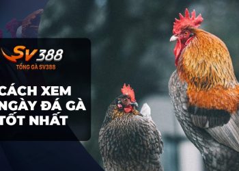 Cách xem ngày đá gà để chiến thắng hùng hồn