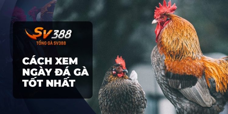 Cách xem ngày đá gà để chiến thắng hùng hồn