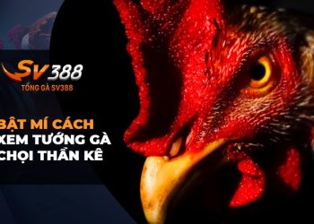 Bí mật cách xem tướng gà chọi thần kê ít ai biết