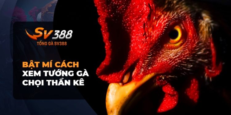 Bí mật cách xem tướng gà chọi thần kê ít ai biết