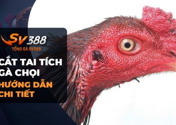 Cách cắt tai tích gà chọi đúng kỹ thuật (cập nhật 2023)