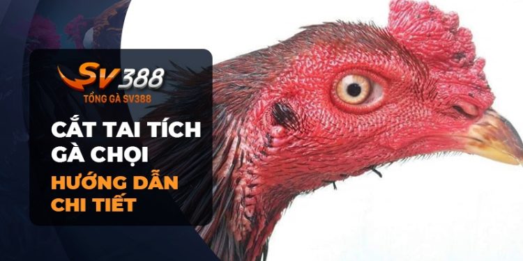 Cách cắt tai tích gà chọi đúng kỹ thuật (cập nhật 2023)