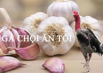 Cách Cho Gà Ăn Tỏi Hiệu Quả Như Thế Nào?