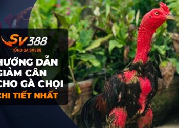 Bí quyết cho gà chọi giảm cân hiệu quả