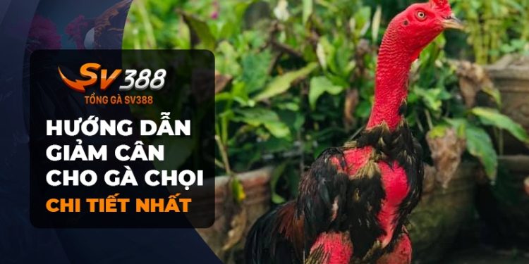 Bí quyết cho gà chọi giảm cân hiệu quả